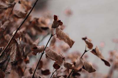 Dry brown autumn leaves on a beige blurred background. autumn mood and details of nature. copy space