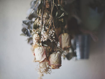 Close-up of dried plant