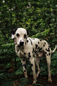 Portrait of dog standing on tree