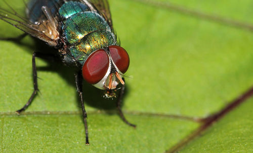 Close-up of fly on leaf