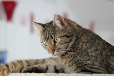 Close-up portrait of cat