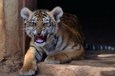 Close-up portrait of tiger