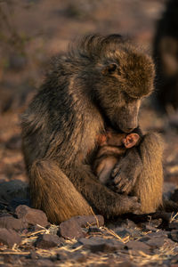 Close-up of monkey