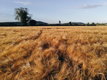 Scenic view of field against sky