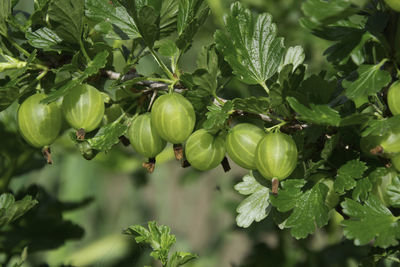 Close-up of fruits growing on tree