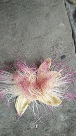 High angle view of pink flower on land