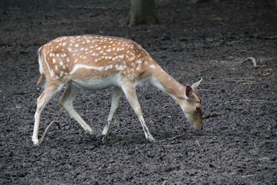 Side view of deer standing on land