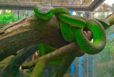 Close-up of lizard in zoo