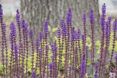 Lavender flowers growing on field