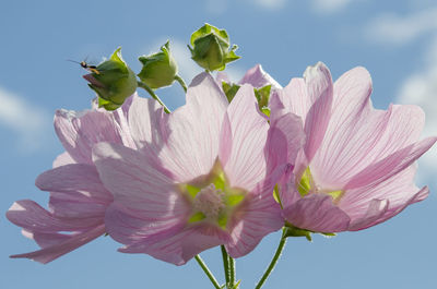 Low angle view of pink flowers blooming against sky