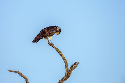 Low angle view of eagle perching on branch against sky