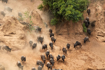 Wildebeest crossing the mara river during the annual great migration.