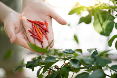 Woman's hands holding red chili pepper in garden.