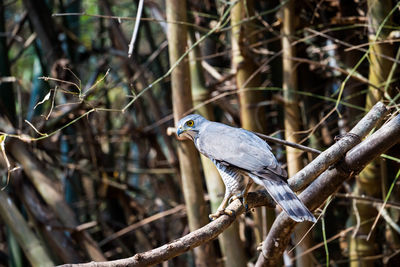 Close-up of bird perching on branch