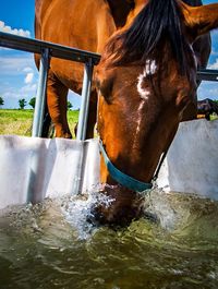 View of horse drinking water in ranch