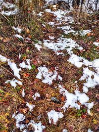 High angle view of snow covered plants on field