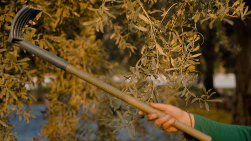 Olive picking