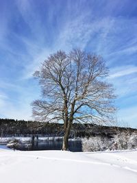 Frozen tree against sky during winter