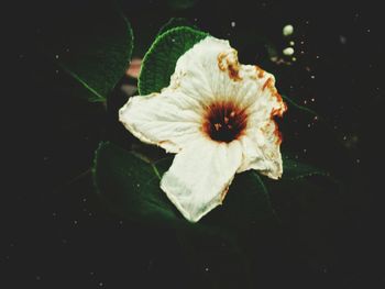 Close-up of flower blooming outdoors