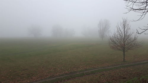 Trees on field in foggy weather