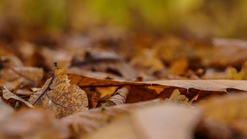 Close-up of dry autumn leaves on land