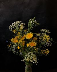Close-up of yellow flowering plant against black background