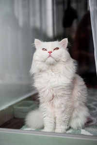Close-up portrait of a cat