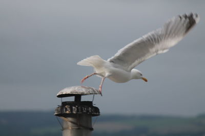 Close-up of seagull flying by sea against clear sky