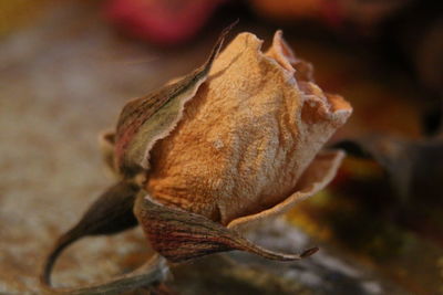 Close-up of flower