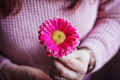 Close-up of hand holding pink flower