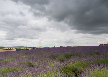 Purple flowers on field against cloudy sky