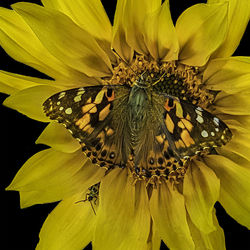 Close-up of butterfly pollinating on yellow flower