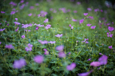 Close-up of purple flowering plants on land