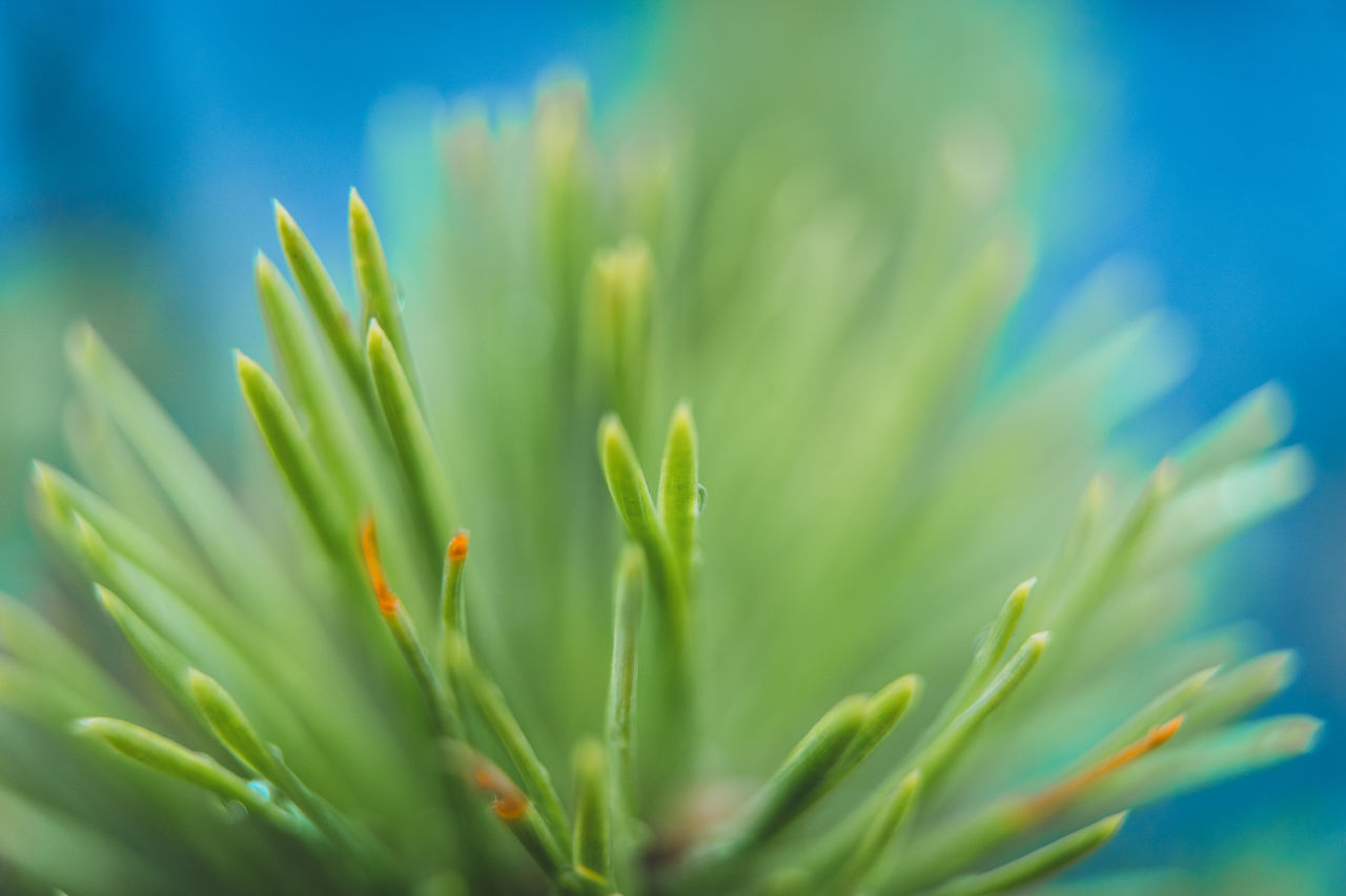 CLOSE-UP OF GREEN LEAVES