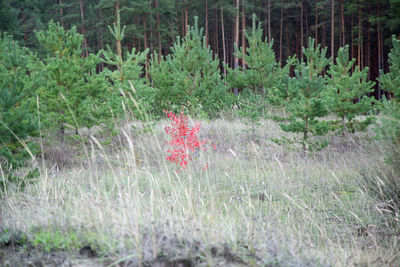 Plants growing on field