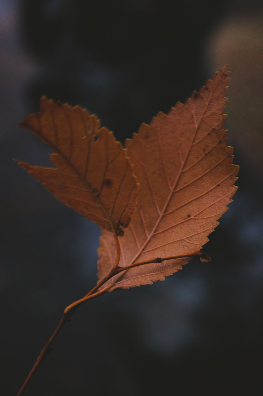 CLOSE-UP OF DRY MAPLE LEAF ON AUTUMNAL