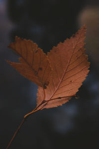 Close-up of dry maple leaf against blurred background