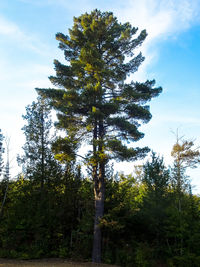 Low angle view of tree in forest against sky