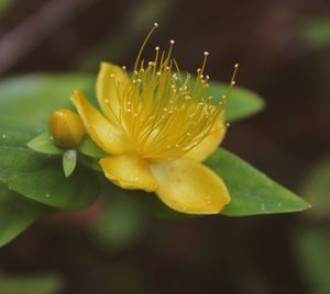 Close-up of water drops on flower