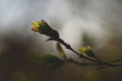 Close-up of flowering plant