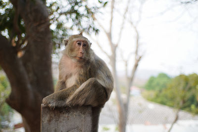 Monkey sitting on tree in forest