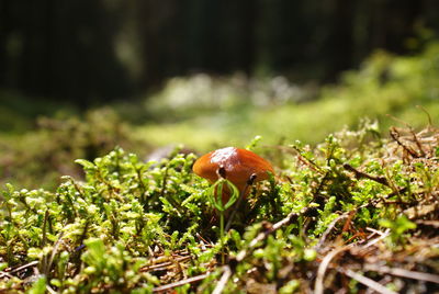 Close-up of mushroom growing on field