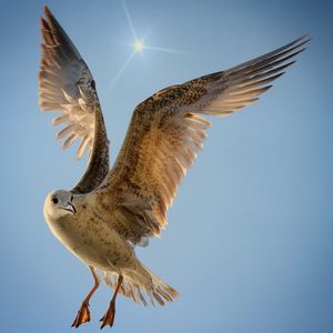 Low angle view of eagle flying against sky