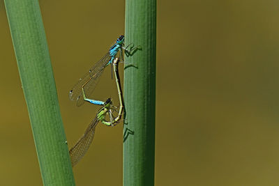 Close-up of dragonfly on plant