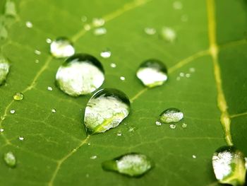 Close-up of water drops on leaves