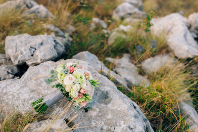 High angle view of flowering plants by rocks