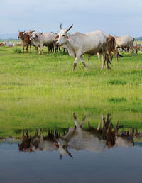 Flock of sheep in a field