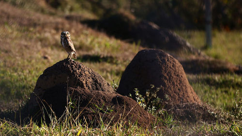 View of a bird on rock
