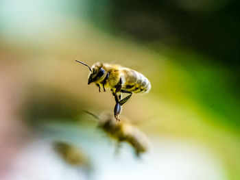 Close-up of insect on plant