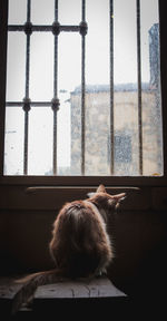 Cat relaxing on window sill